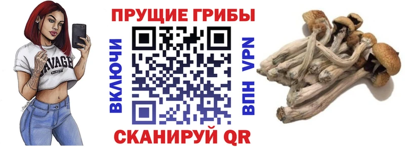 закладка  Духовщина  Псилоцибиновые грибы Psilocybine cubensis 